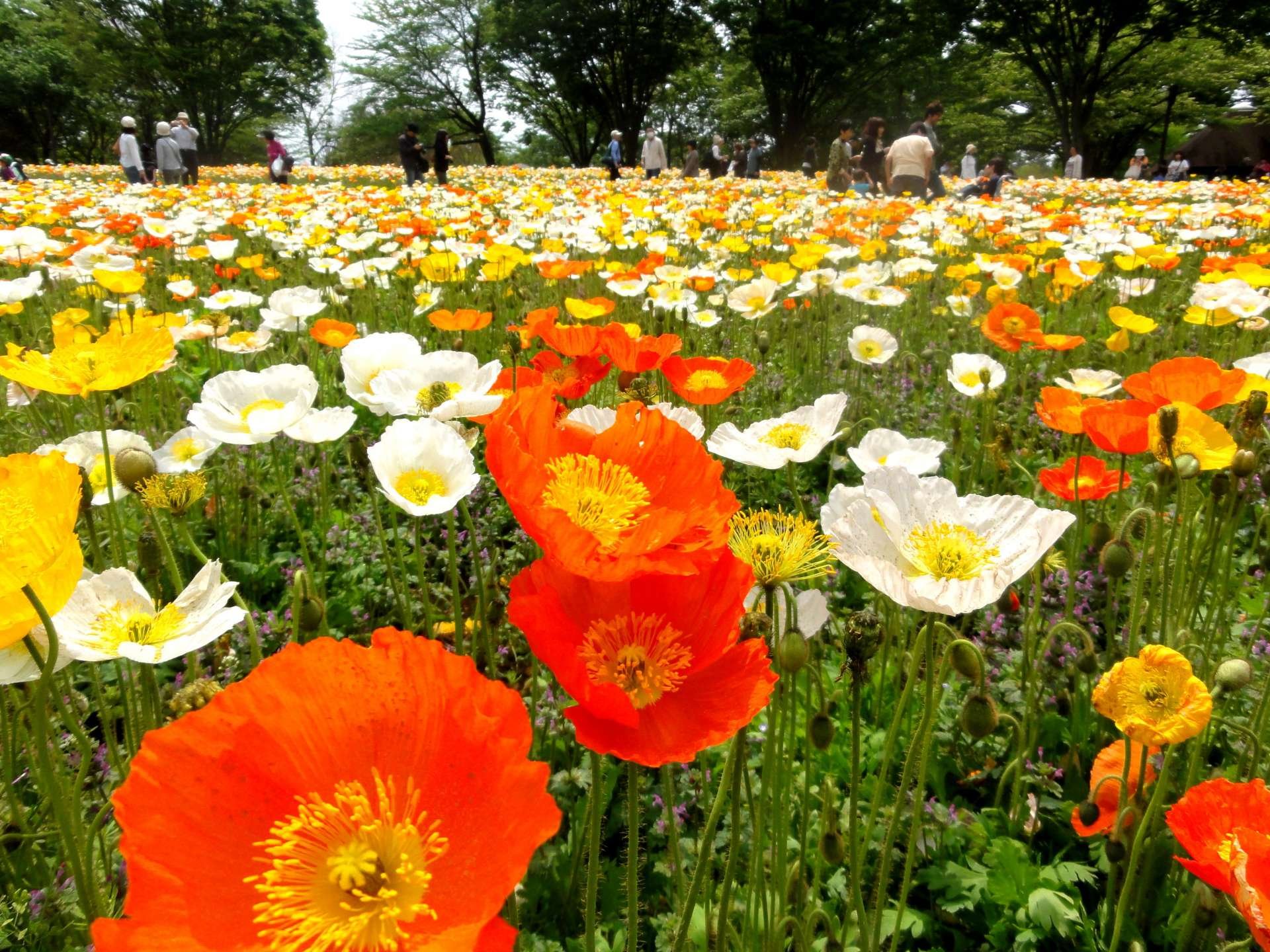 🌿 도쿄도 약용식물원 (도쿄토 야쿠요 쇼쿠부츠엔)